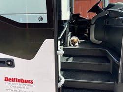 Delfin skaffar hund.jpg